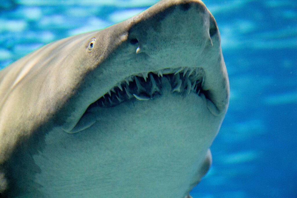 Los océanos se están volviendo tan ácidos que está pasando algo inédito: hay tiburones perdiendo los dientes