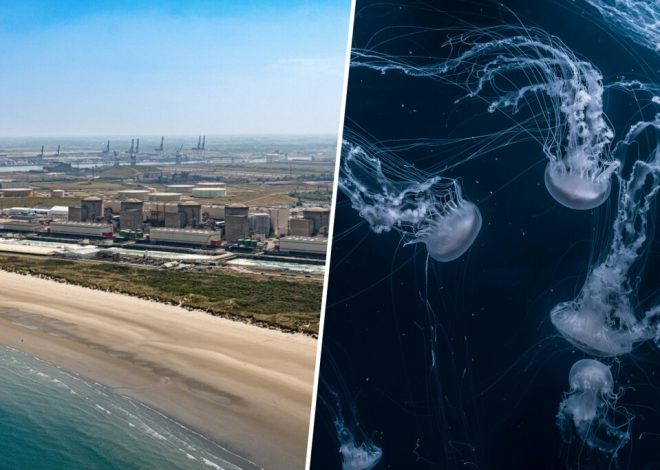 Francia se las prometía felices con la gran central nuclear de Gravelines. Hasta que llegaron los enjambres de medusas